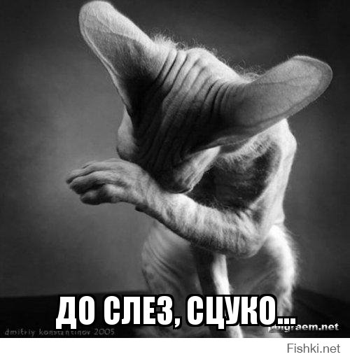 Любите котиков? Получайте!