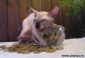 Любите котиков? Получайте!