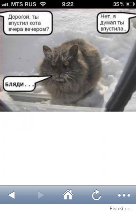 Пост любителям кошаков