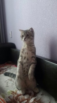 Проснулся на днях с утра, смотрю котэ повисла, думал драва слетели, сидела так, пока жрать не позвал.