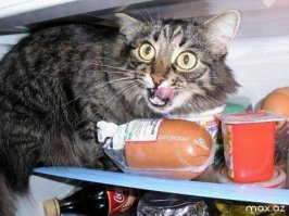 Питомцы, которые не могут дождаться обеда