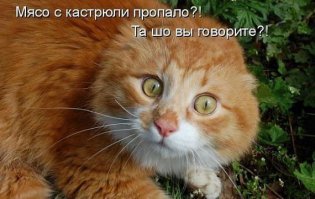Питомцы, которые не могут дождаться обеда