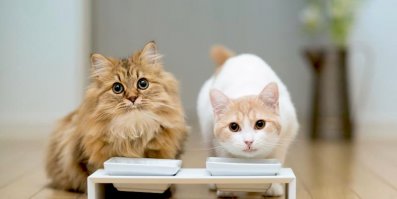 Питомцы, которые не могут дождаться обеда