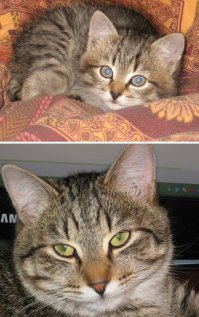 Можно еще кота? Он тоже смотрит Фишки, особенно про котов!