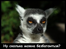 Их застигли врасплох, или как животные выражают удивление