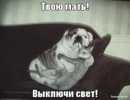Их застигли врасплох, или как животные выражают удивление