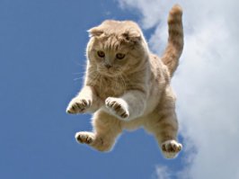 Смешная подборка прыжков кошек!