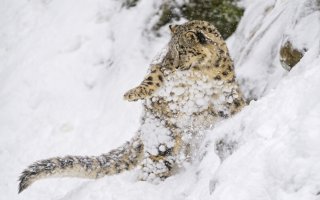 Тоже кошки. Только чуть побольше.