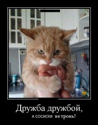 Прикольные картинки с надписями