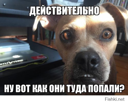 Ну вот как они туда попали?