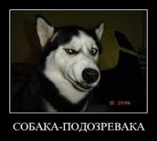 Собаки-приколяки