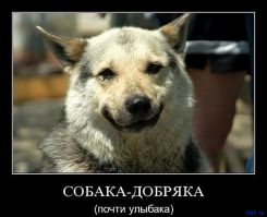 Собаки-приколяки