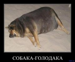 Собаки-приколяки