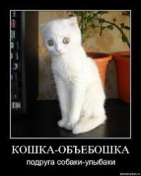 Собаки-приколяки