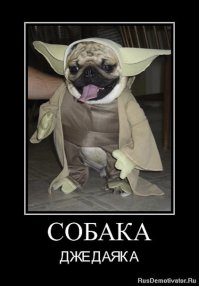Собаки-приколяки
