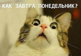 Коты