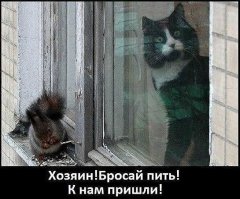 Коты
