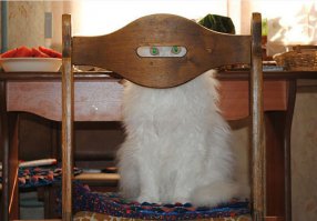Коты
