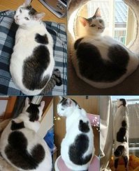 Коты