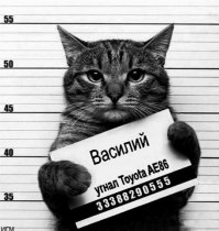 Коты