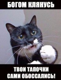 Коты