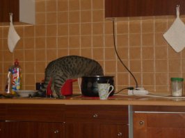 Коты-воришки, пойманные с поличным