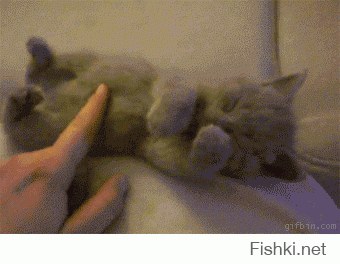 Гифки дня