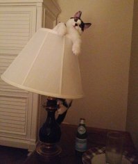 Котямяуки милаши (просто смешные и забавные фотки котэ)