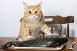 Котямяуки милаши (просто смешные и забавные фотки котэ)
