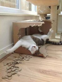 Котямяуки милаши (просто смешные и забавные фотки котэ)