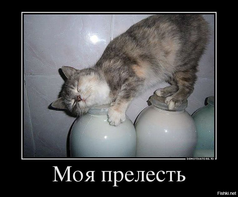 Кто сказал "МЯУ"?