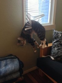 Обреченный взгляд кота зашкаливает