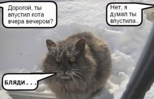Домашние любимцы