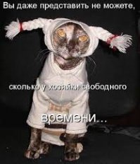 Домашние любимцы