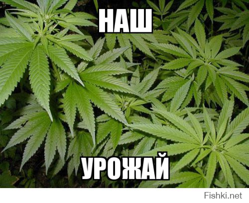 Моя фишка! Угощайтесь!