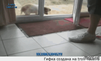 Гифки дня