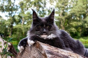 Кошаки!