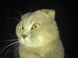 Кошаки!