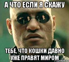 Кошаки!