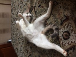 Кошаки!