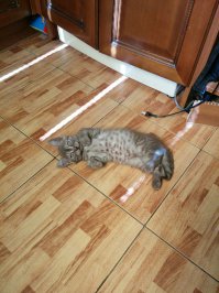 Кошаки!