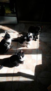 Кошаки!