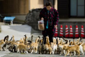 Вот она любит кошек