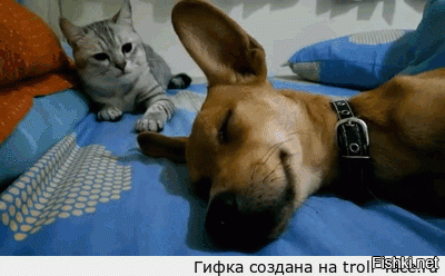 Гифки дня