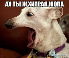 Виды собак