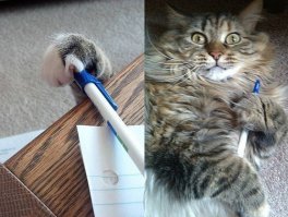 Коты-воришки, пойманные с поличным