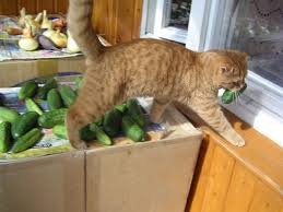 Коты-воришки, пойманные с поличным