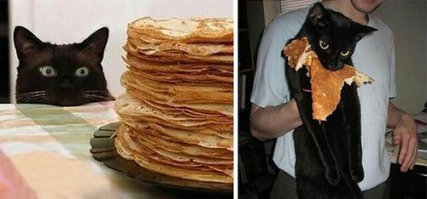 Коты-воришки, пойманные с поличным