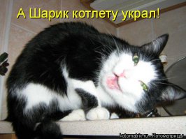 Коты-воришки, пойманные с поличным