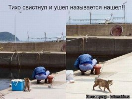 Коты-воришки, пойманные с поличным
